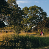 Green Pine (Lost Within)