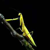 The Enigma of Consciousness