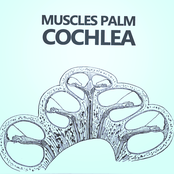 Cochlea