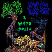 2 Ways Split Gedencia Etilica