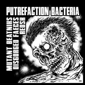 Putrefaction Bacteria
