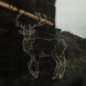 A Dream of the Forest