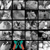 Vulvajuiceconsumption