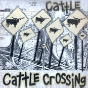 Cattle Crossing