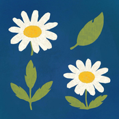 chamomile waltz