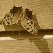 Grayscale