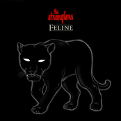 feline