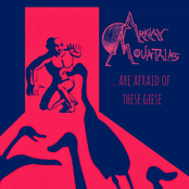 ...Are Afraid of these Geese