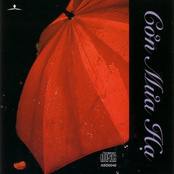 Cơn Mưa Hạ
