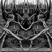 Distortion and Dissonance