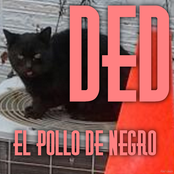 el Pollo de Negro
