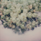 memory blossom / never too late