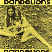 Dandelions