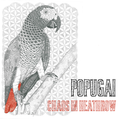 Popugai