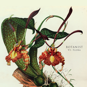 Rhizophora by Botanist
