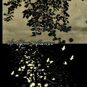 New Organs, Same Birds