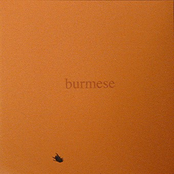 Colony Collapse Disorder