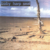 Baby Harp Seal