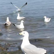 Songs I Probably Shouldn't Have Written