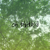 oh blackbird