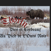 Pies Et Corbeaux Au Pied De L'Ours Noir