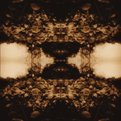 Black Triage
