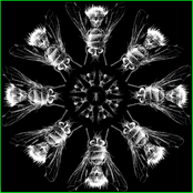 THE PROGENY OF FLIES (Tres Muscae Consummunt Cadaver Equi Aeque Cito Ac Leo)