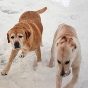 i don't think heaven is real but i hope i get to see my dogs again