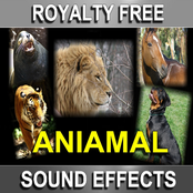 Royalty Free Animal Sound Effects
