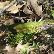 Whispers of the Wild - Guitar Works