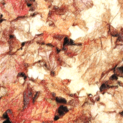 The Autumn Leaves Fall In [EP]