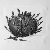 pomegranate tree - Single