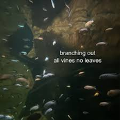 all vines no leaves
