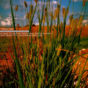 La Baiser Du Soleil Une Herbe, Baiser D'herbe Un Enfant