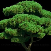 La Creazione del Pino