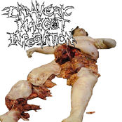 cadaveric maggot infestation