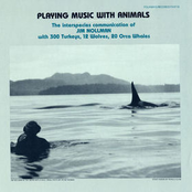 Playing Music With Animals: The Interspecies Communication Of Jim Nollman With 300 Turkeys, 12 Wolves And 20 Orcas