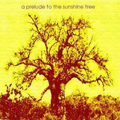 A Prelude to the Sunshine Tree