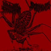 Osculum Infame