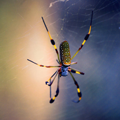 Bug Sounds