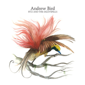 Sectionate City by Andrew Bird