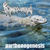 parthenogenesis