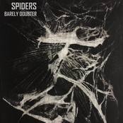 Spiders