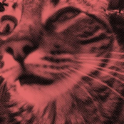 Kosovo Is Gay, but Albania Squirts EP