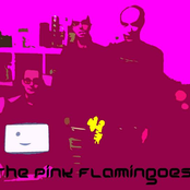 the pink flamingoes