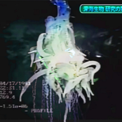Siphonophore