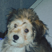 sé mi onda de choque