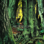 The Rabbit Skinner by David Sylvian