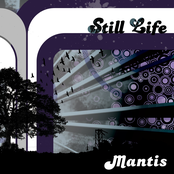 Still Life by Mantis
