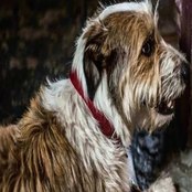 Henrys Paw for the Dogs